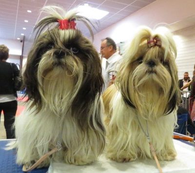 speciale Shih Tzu à Mâcon