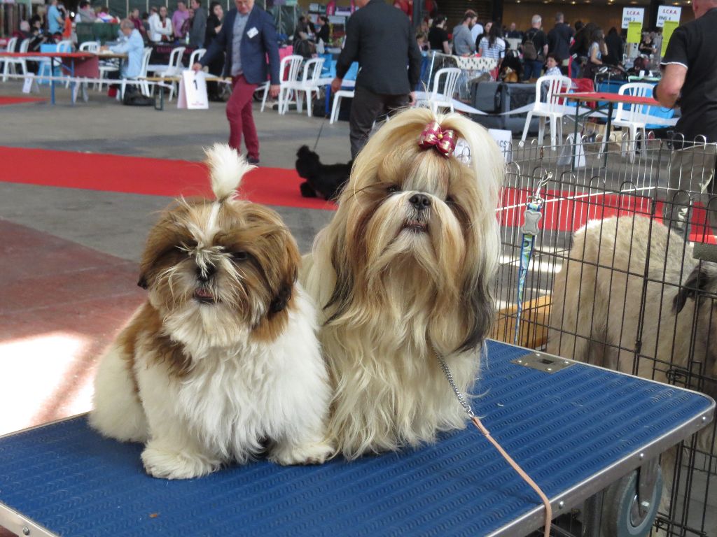 Des Rochettes Di Moulinou - expo internationale de LYON