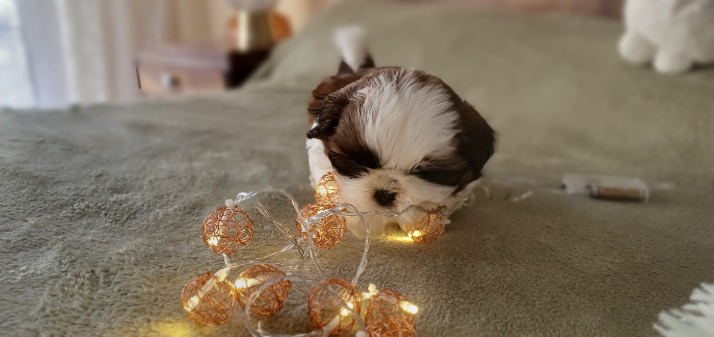 Des Rochettes Di Moulinou - Chiots disponibles - Shih Tzu