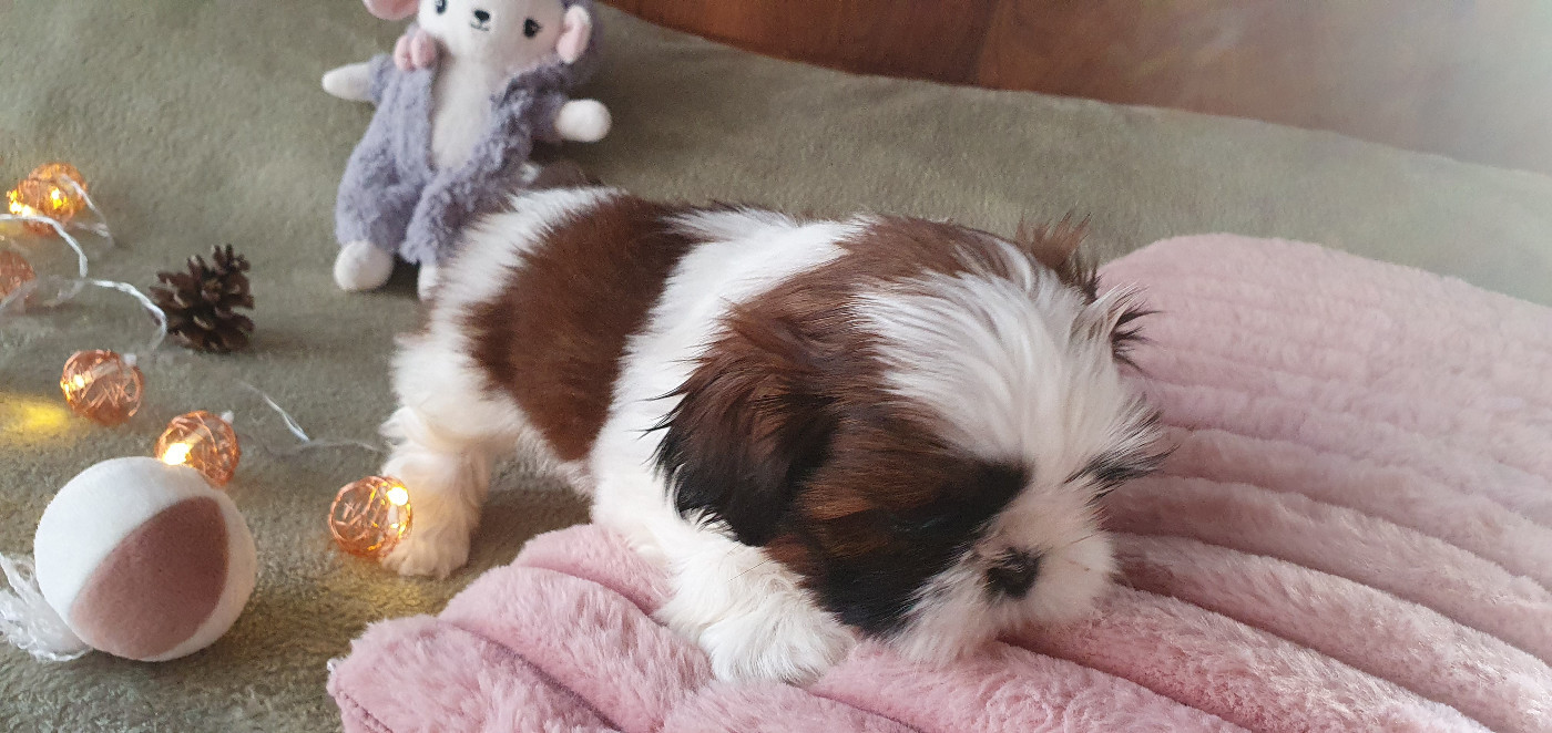 Des Rochettes Di Moulinou - Chiots disponibles - Shih Tzu