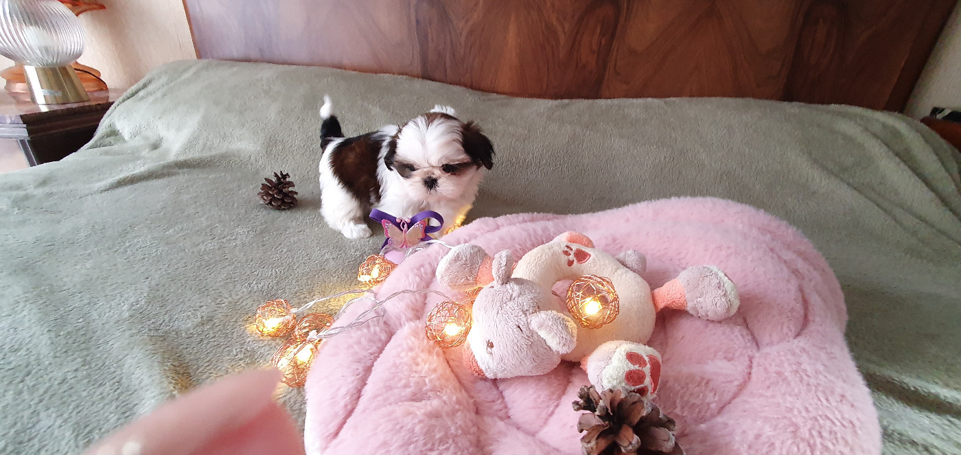 Des Rochettes Di Moulinou - Chiots disponibles - Shih Tzu