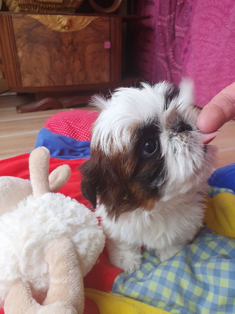 Des Rochettes Di Moulinou - Chiots disponibles - Shih Tzu