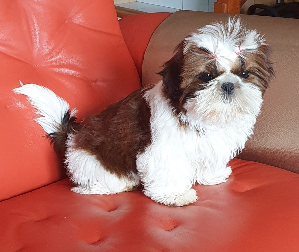 Des Rochettes Di Moulinou - Shih Tzu - Portée née le 31/01/2025