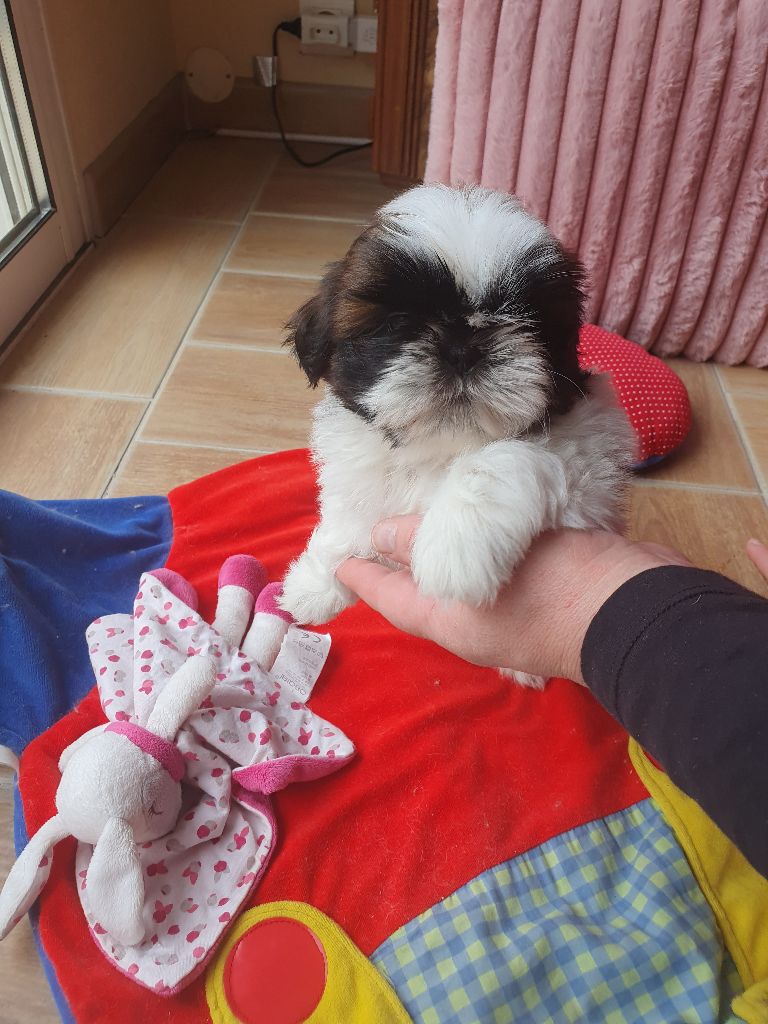 Des Rochettes Di Moulinou - Chiots disponibles - Shih Tzu